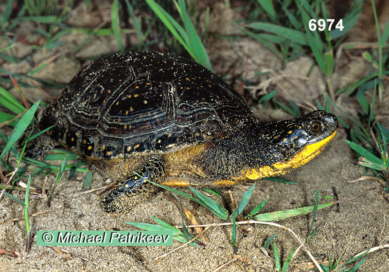 Blanding's Turtle (Emydoidea blandingii)